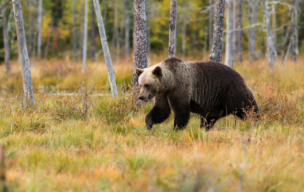 Bear Chronotype