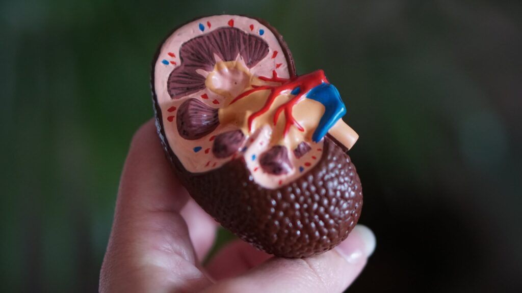 The Role Of Blood Sugar Regulation In Kidney Function